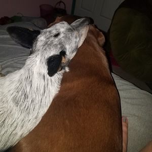 Meet your Posher, Liberty